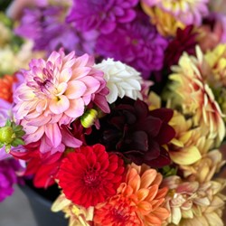 Dahlia Decorative Mixed