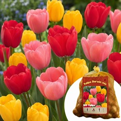 100 Tulips Darwin Mix - Tulipa