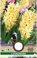 Hyacinth City of Haarlem - Hyacinthus-2