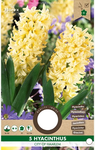 Hyacinth City of Haarlem - Hyacinthus-2
