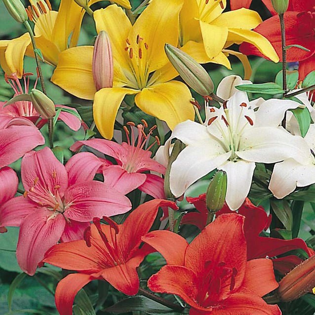 Want to buy Asiatic Lilies Mix (Large pack) ? Fast delivery and
