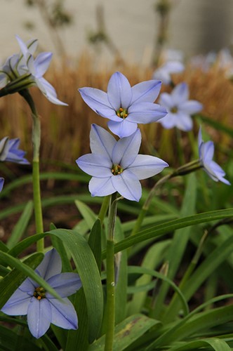 Ipheion Uniflorum Wisley Blue