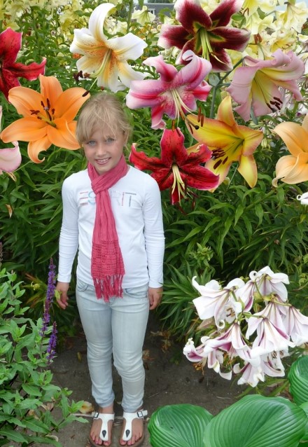 Lily tree on sale