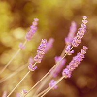 Lavender Rosea - Lavandula (Six pack)-2