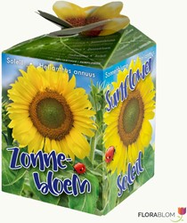 Sunflower Greengift