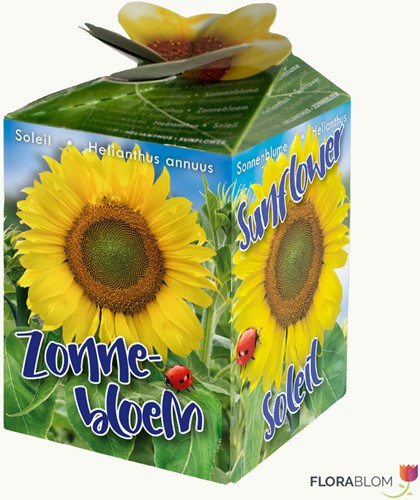 Zonnebloem Greengift