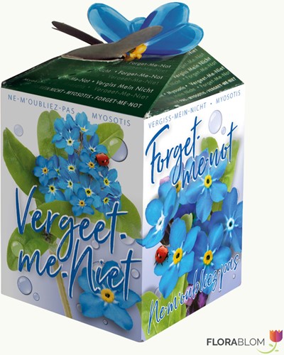 Forget-me-not Greengift