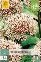 Allium Karataviense - Ornamental Onion-2