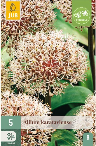 Allium Karataviense - Ornamental Onion-2
