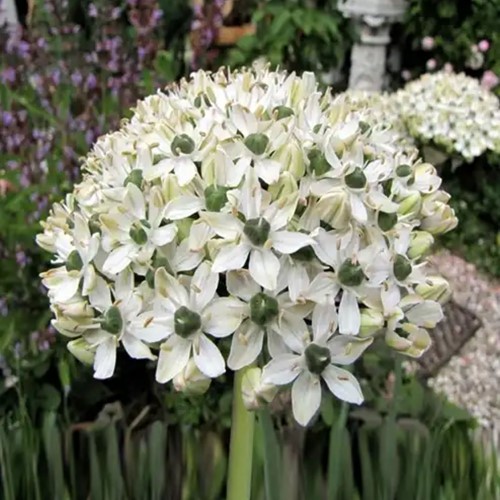 Allium Nigrum-2