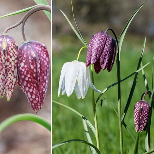 Fritillaria Meleagris Mix - Snake's Head