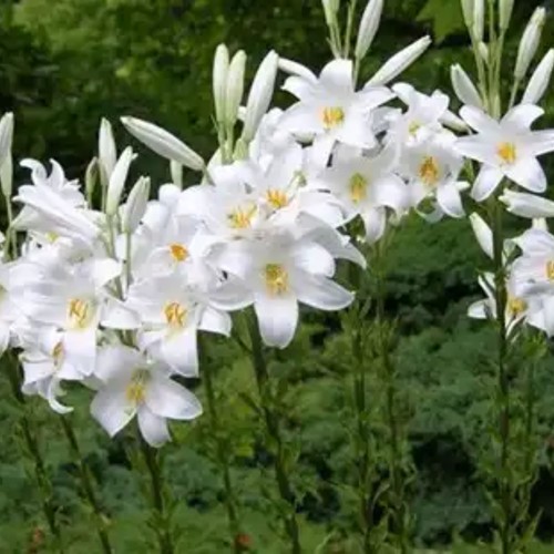 Madonna Lily-2