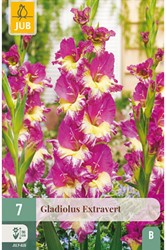 Gladiolus Extravert