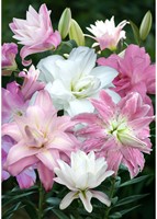 Double oriental Lilies Mix – Lilium (Large Pack XL)-2