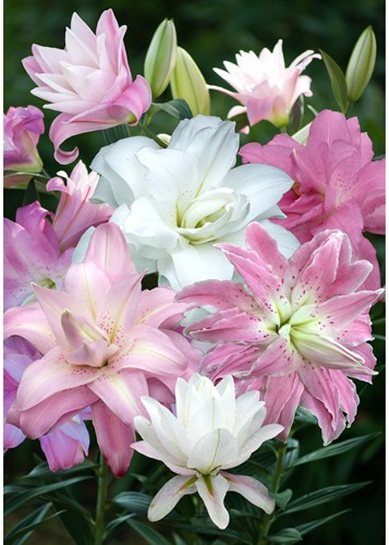 Double oriental Lilies Mix – Lilium (Large Pack XL)-2