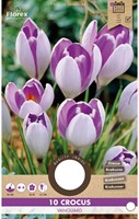 Crocus Vanguard - Crocus vernus-2