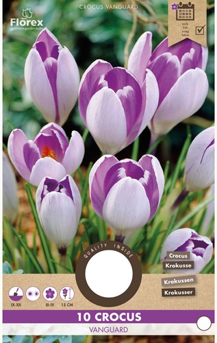 Crocus Vanguard - Crocus vernus-2