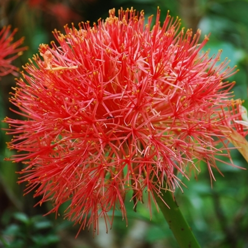Blood lily - Scadoxus multiflorus