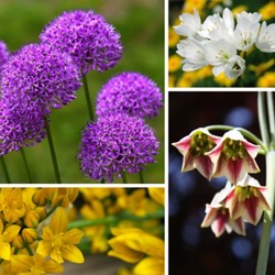 Alliums Fantasy Mix