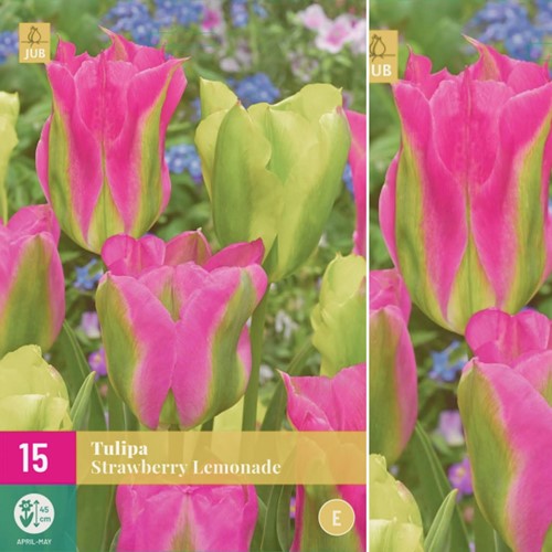 Tulip Strawberry Lemonade - Tulipa viridiflora