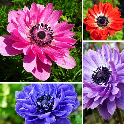 Anemone St. Brigid Mix