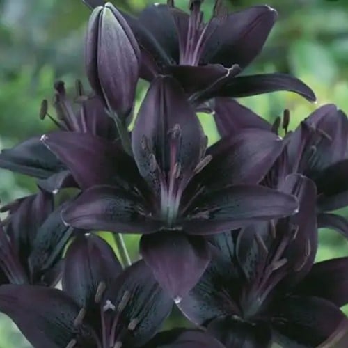 Lilium Asiaticus Black - Lily (Large Pack)