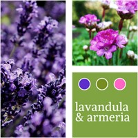 Plant Mix Lavender & Armeria maritima