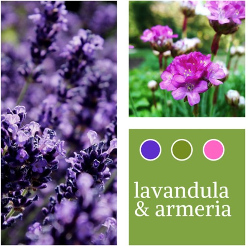 Plant Mix Lavender & Armeria maritima