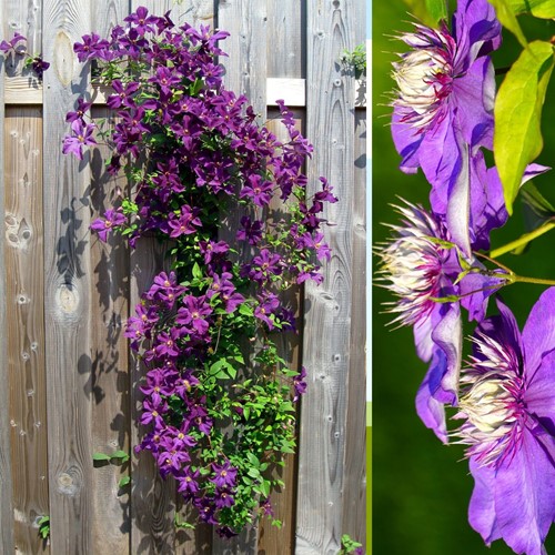 Clematis Taiga