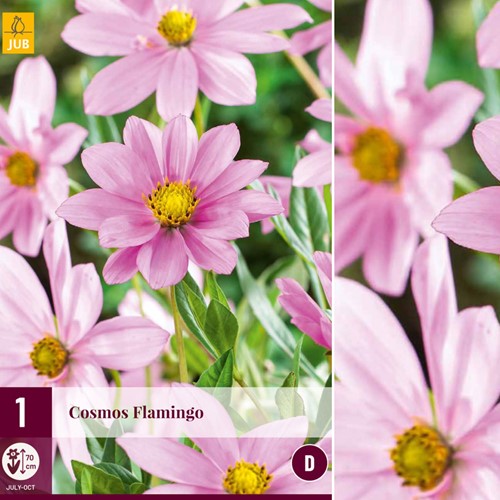 Cosmos Flamingo – Cosmos peucedanifolius 