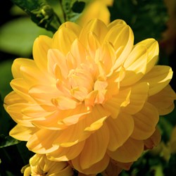 Dahlia Decorative Glory of Heemstede