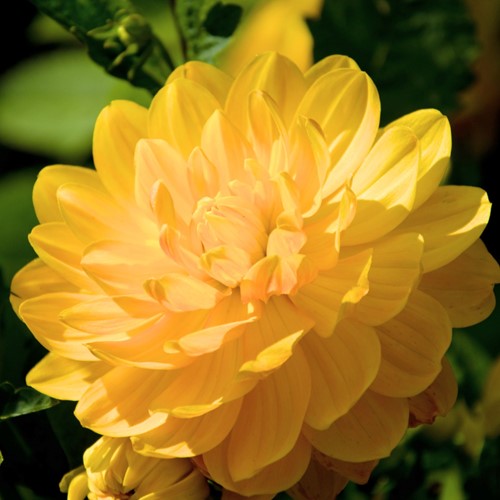 Dahlia Decorative Glory of Heemstede