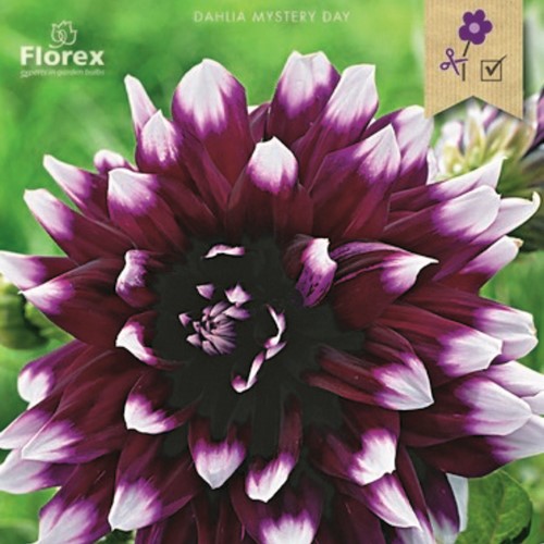 Dahlia Decorative Mystery Day