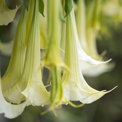 Angel's Trumpet White - Brugmansia (Container Plant)
