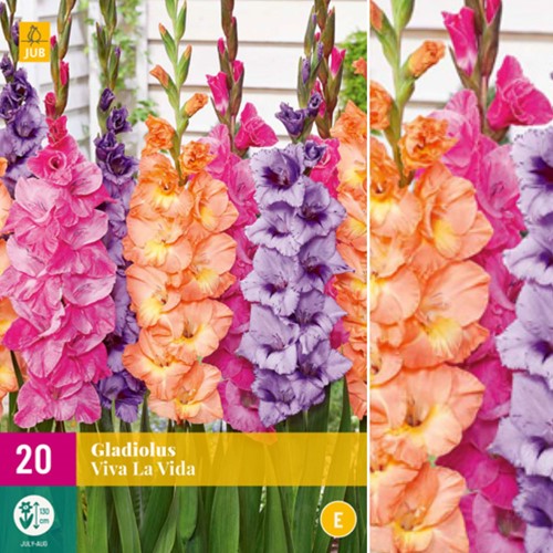 Gladiolus Viva la Vida – Sword lily