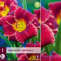 Hemerocallis Night Embers - Daylily