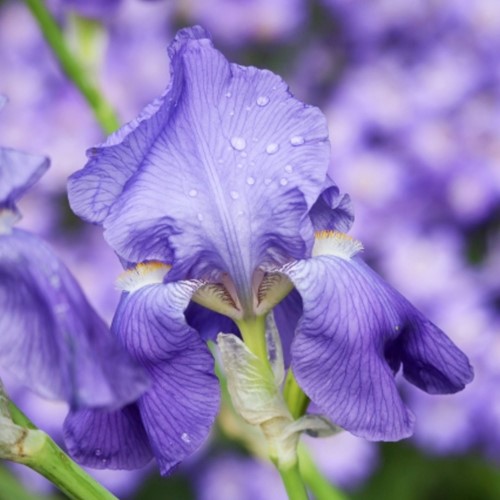 Iris Germanica Empress of India - Bearded Iris