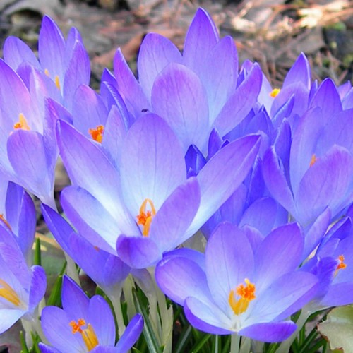 Crocus Ruby Giant - Crocus tommasinianus (XL pack)