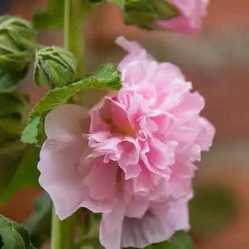 Hollyhock Pink - Alcea Rosea