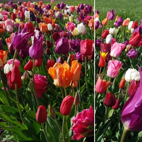 Tulips Fantasy Mix XL-Pack
