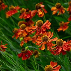 Helenium Moerheim Beauty - Sneezeweed pot plant (Six-pack)