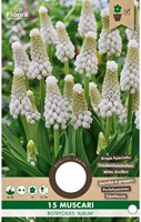 Muscari Botryoides Album - Grape Hyacinth-2