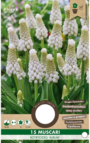 Muscari Botryoides Album - Grape Hyacinth-2