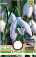 Galanthus Maximus – Snowdrops