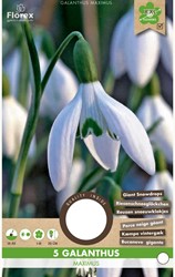 Galanthus Maximus – Snowdrops