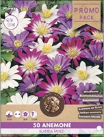 Anemone blanda mixed - Windflower