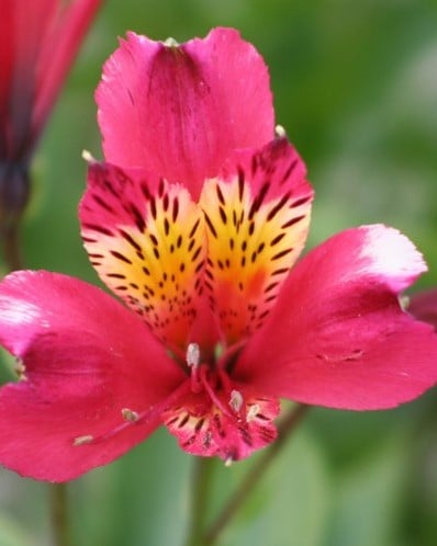 Alstroemeria Pink – Peruvian Lily