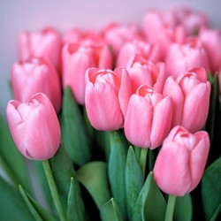 Bio-Tulp Triumph Pink - Tulipa