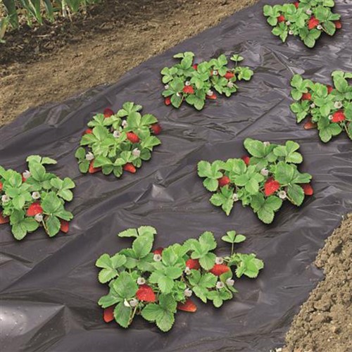 Strawberry cover foil 1.40 x 10 m - Nature