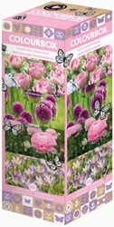 Colourbox Pink & Purple – Flower bulbs mix